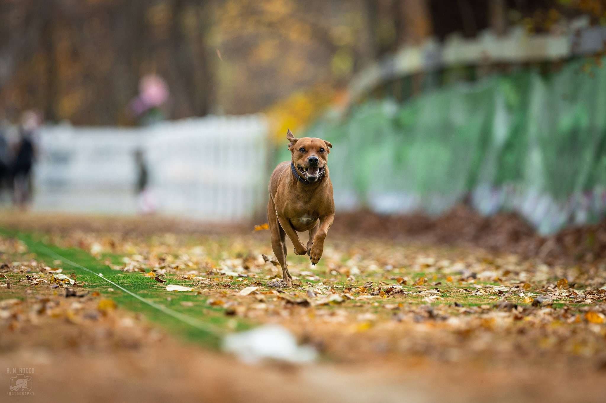 AKC Fast CAT dog