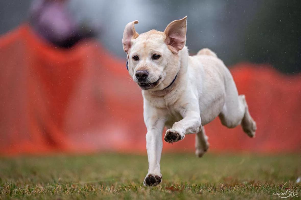 Fast CAT dog