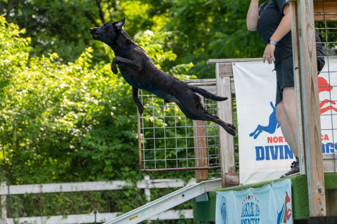 Dock Diving