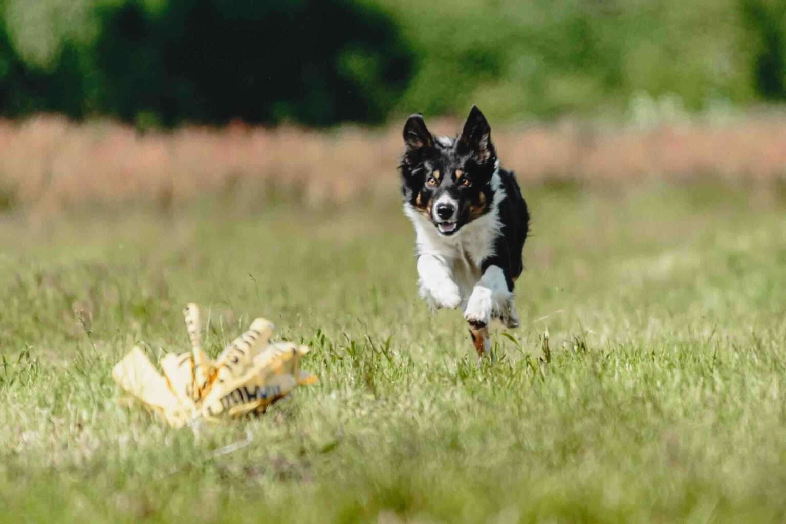 Fast CAT