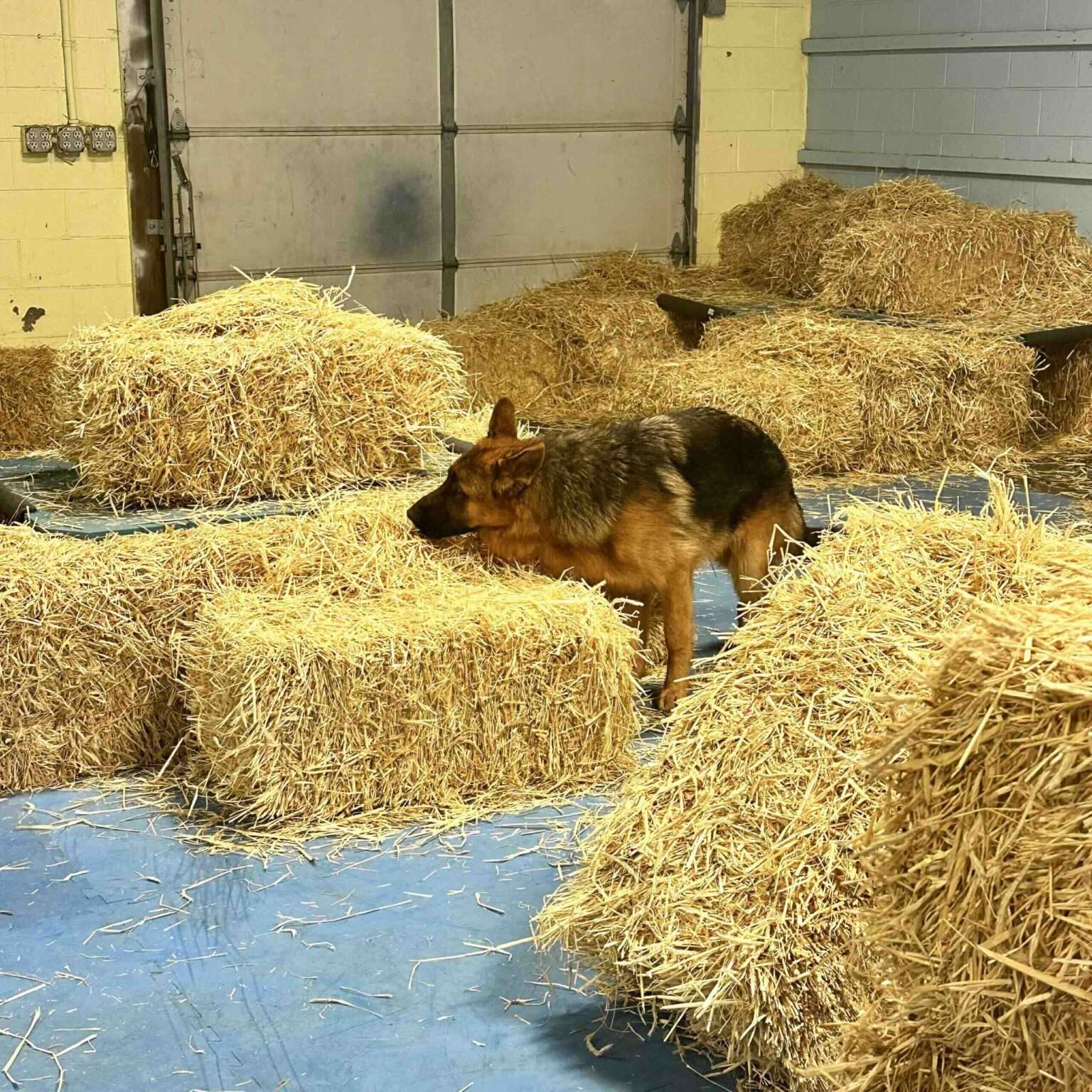 Barn Hunt