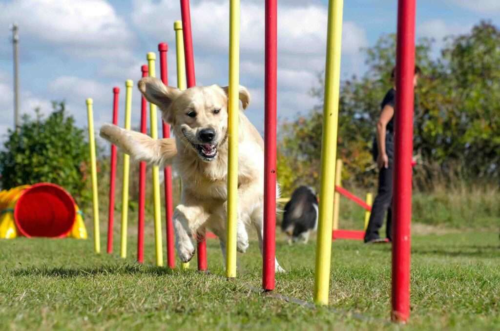 Dog Sports 101: A Beginner’s Guide to the Different Activities Available