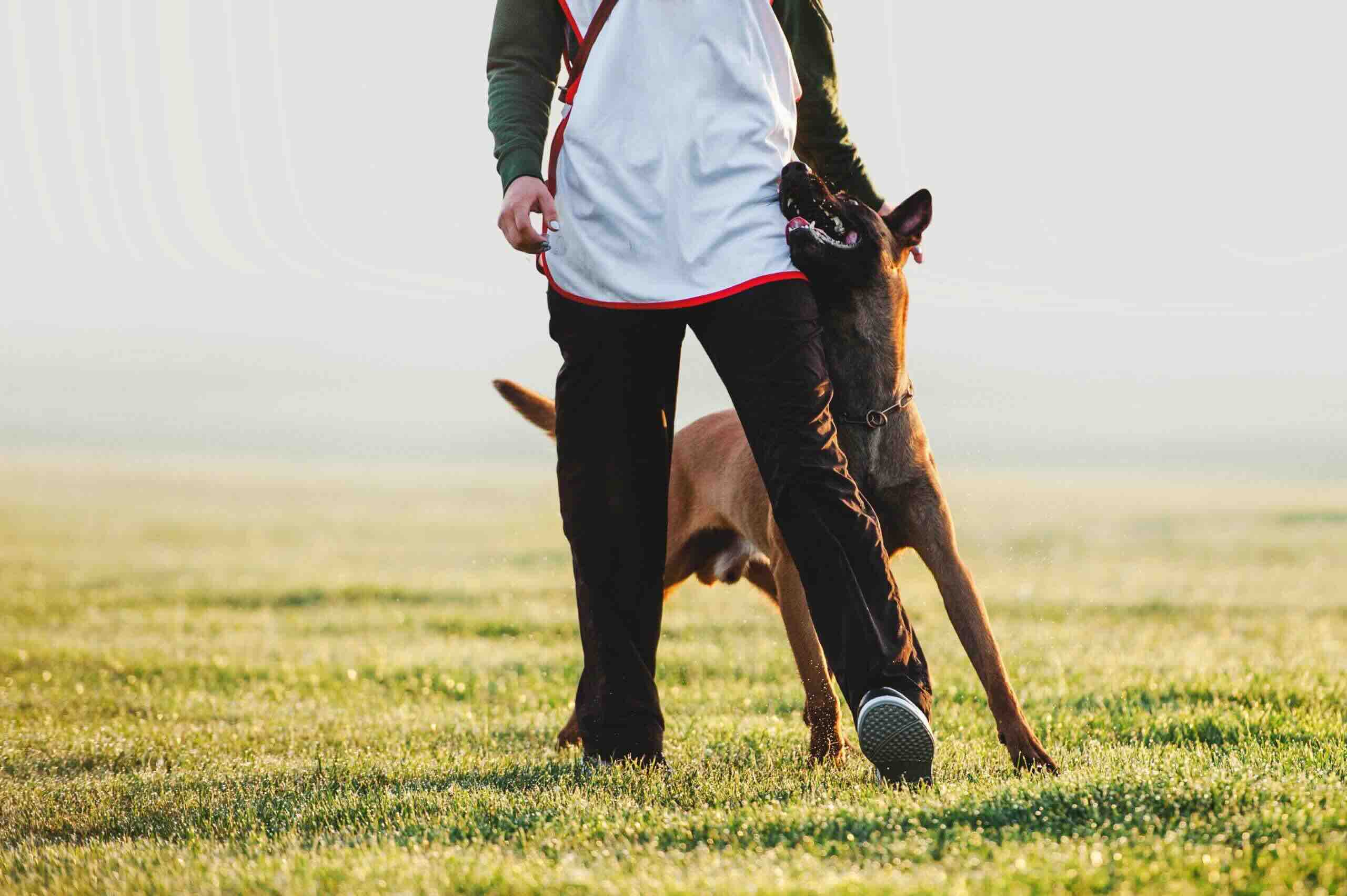Competition Obedience in action