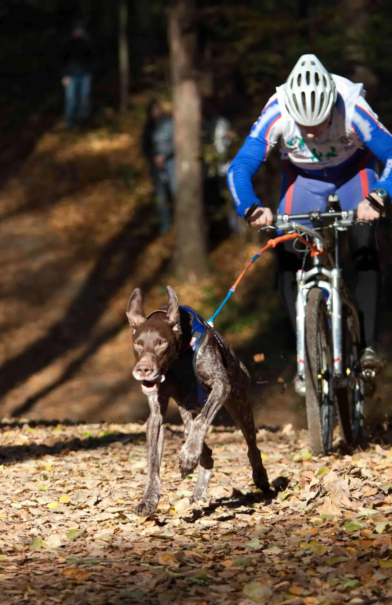 Bikejoring frequently asked questions