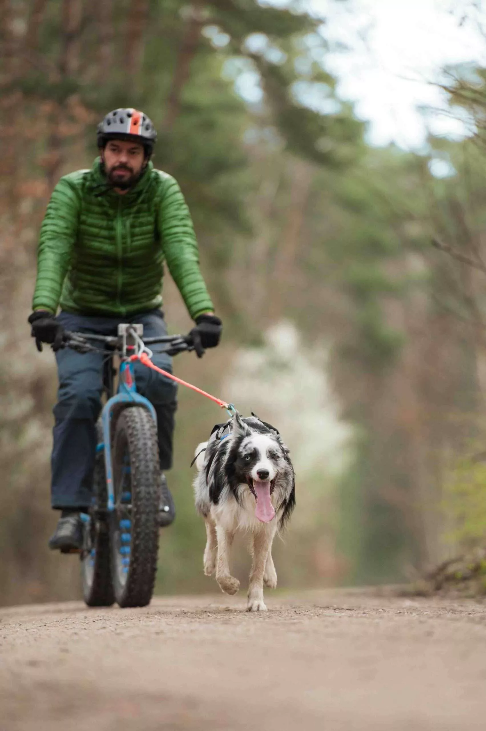 Is Bikejoring right for your dog?