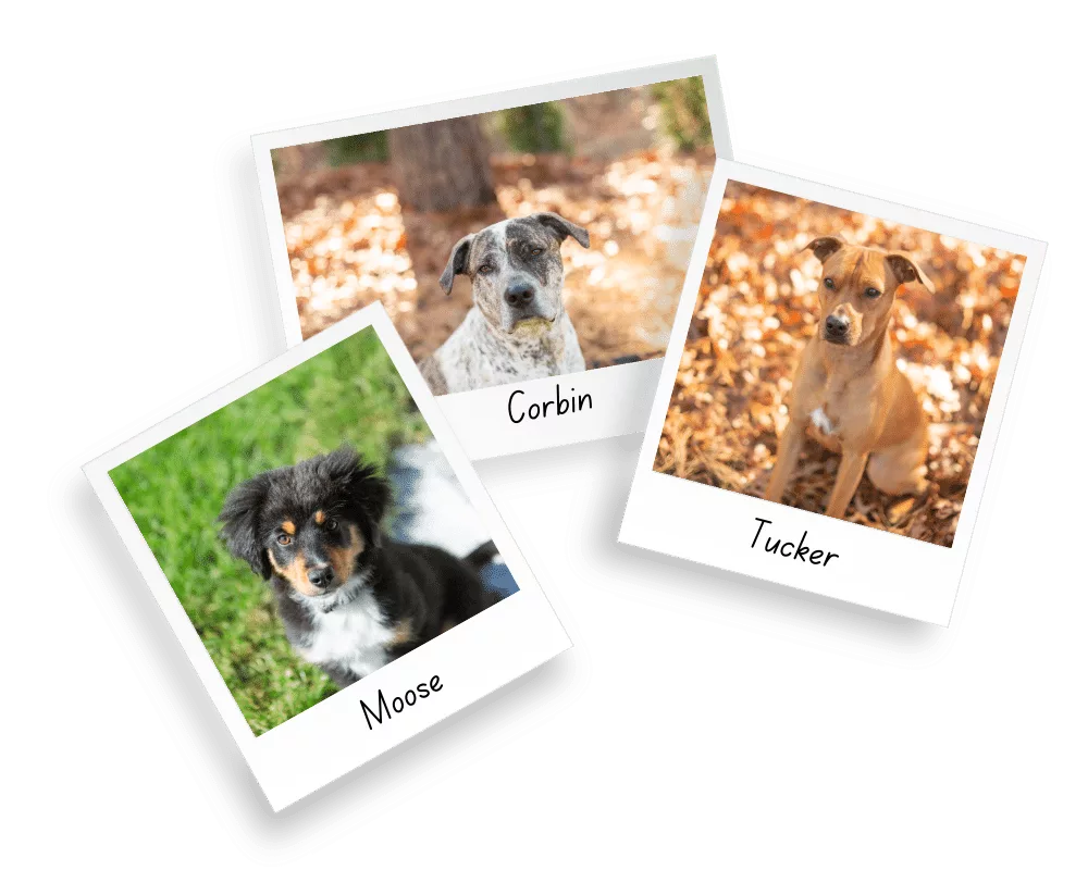Polaroid portraits of Corbin, Tucker, and Moose