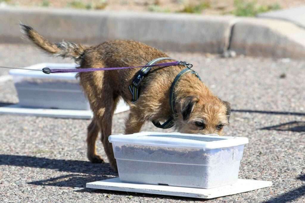 Benefits of K9 Nose Work/ Scent Work Training