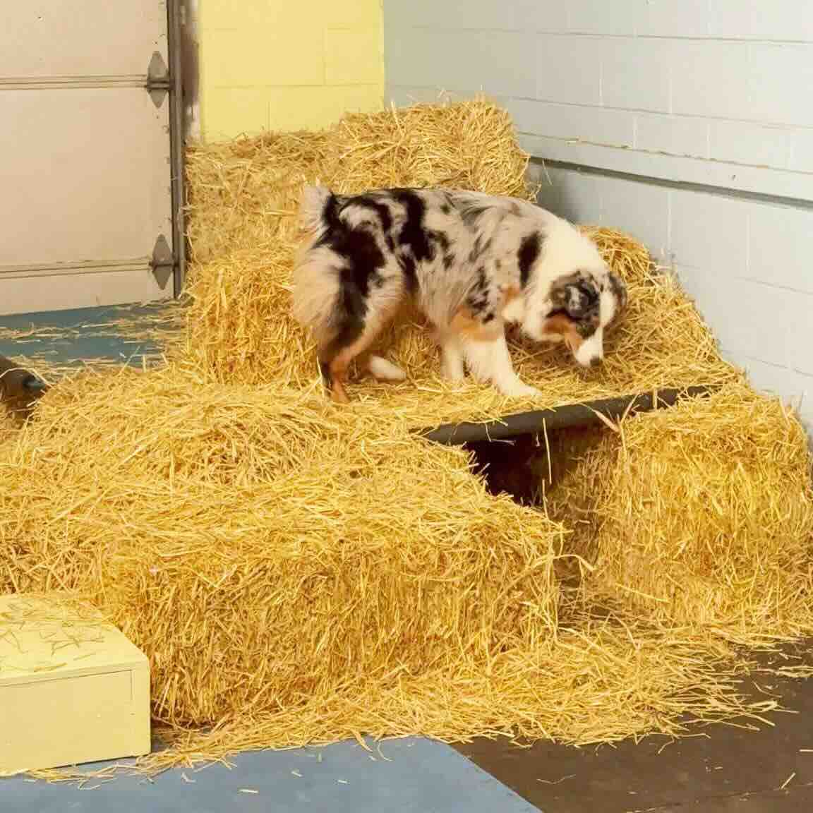 Barn Hunt frequently asked questions