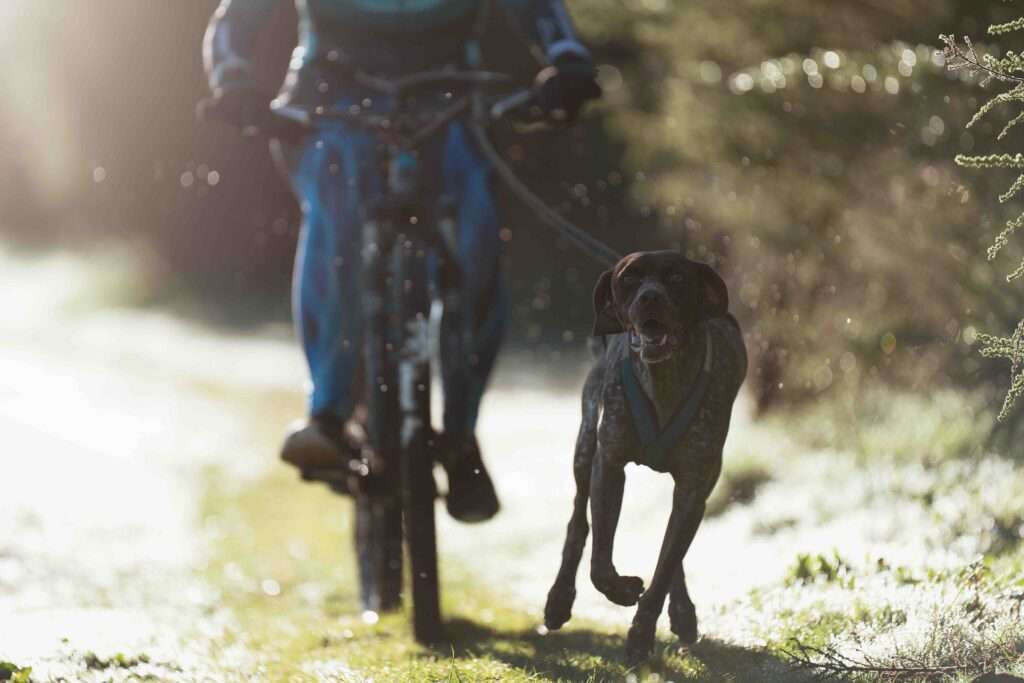 Best Dog Breeds for Bikejoring