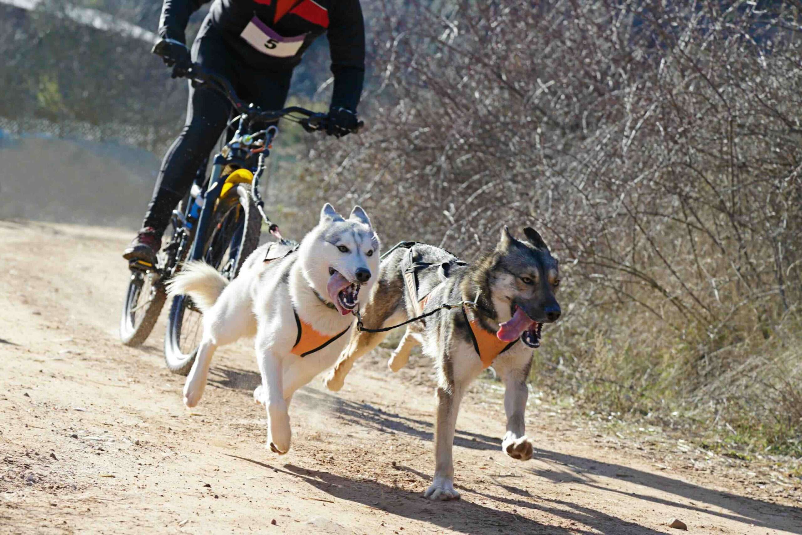 Bikejoring dog sport