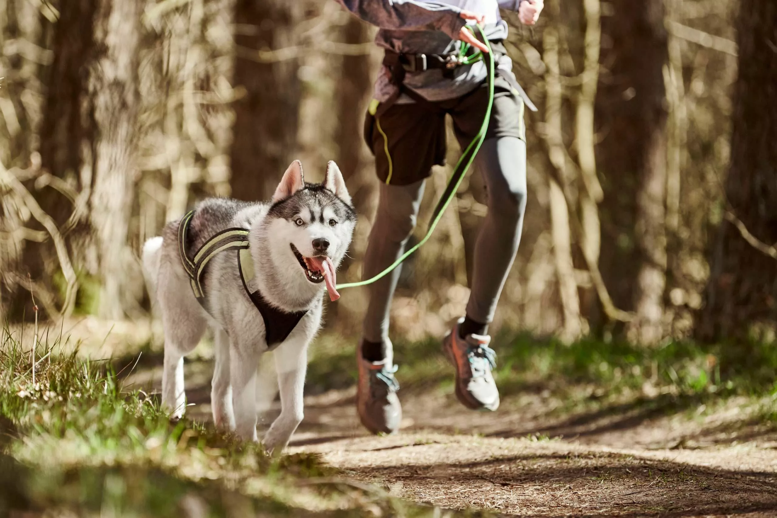 Is Canicross right for your dog?