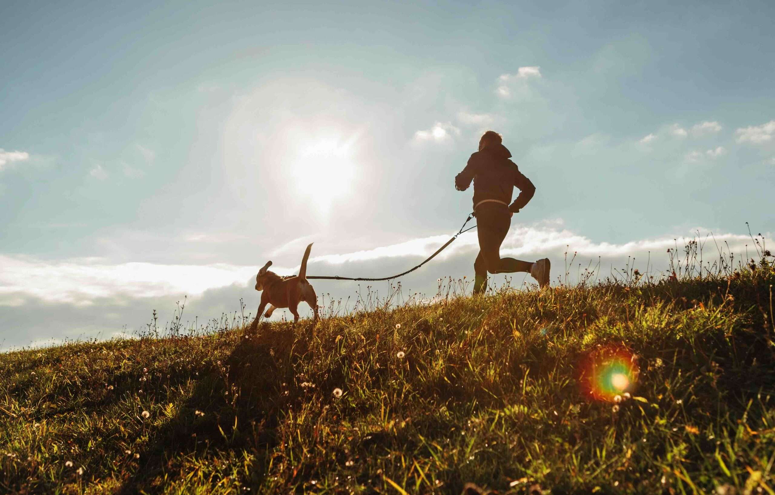 Canicross dog sport