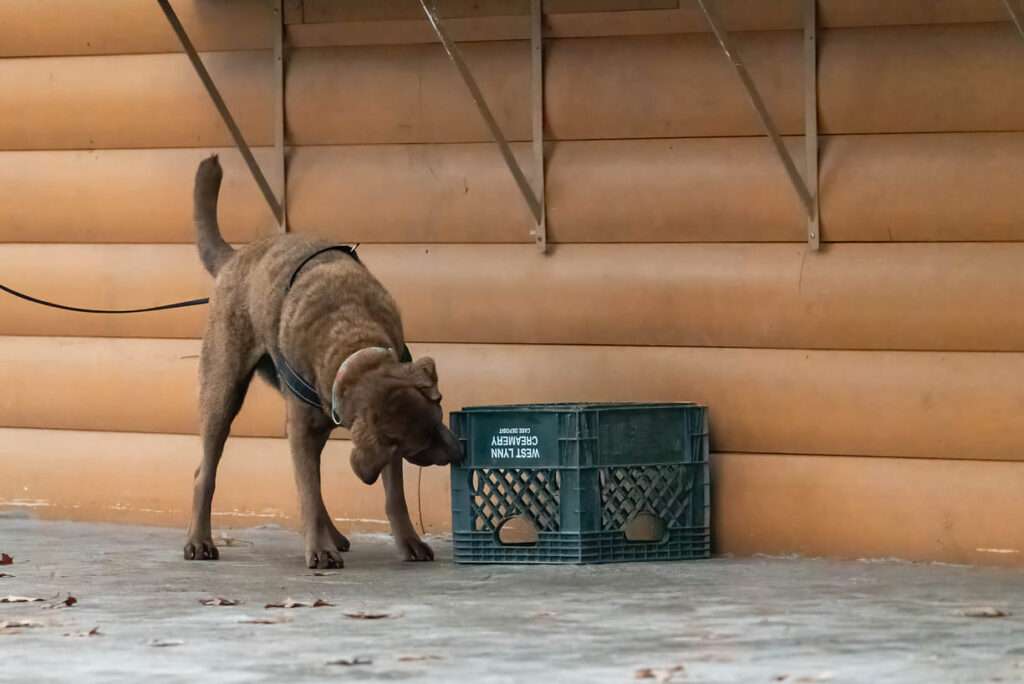 The History of Scent Work For Dogs
