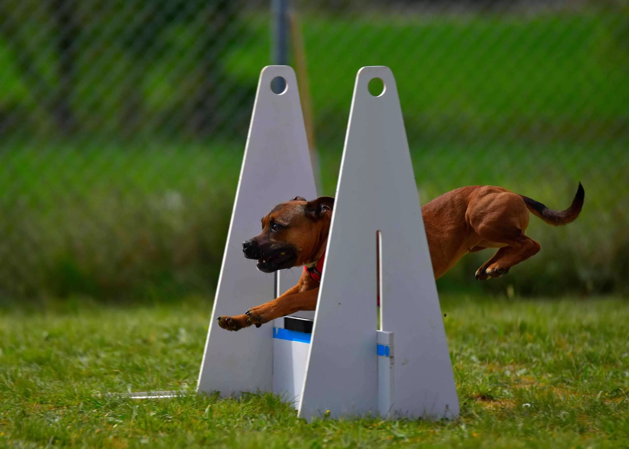 Is Flyball right for your dog?