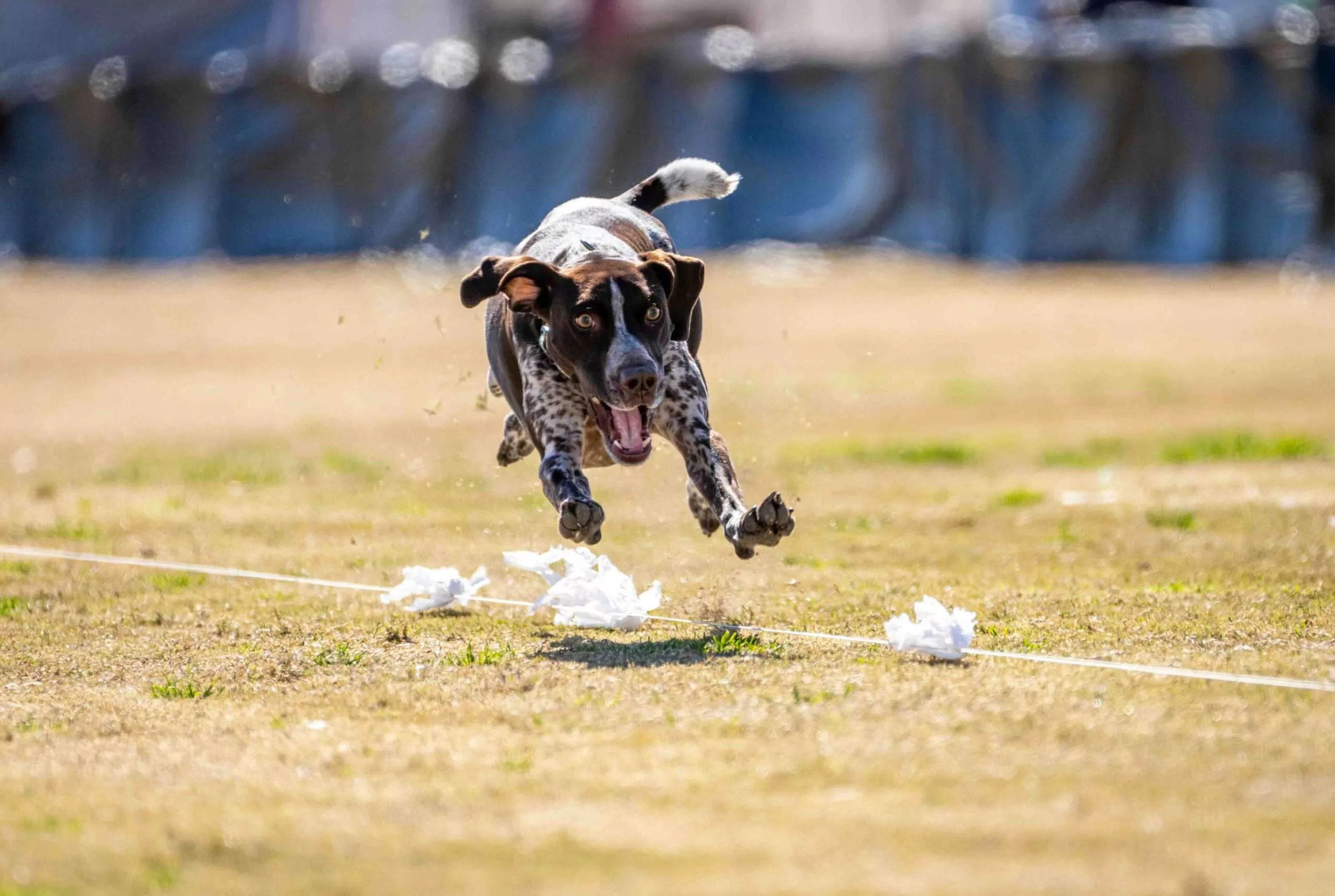 Lure Coursing dog sport