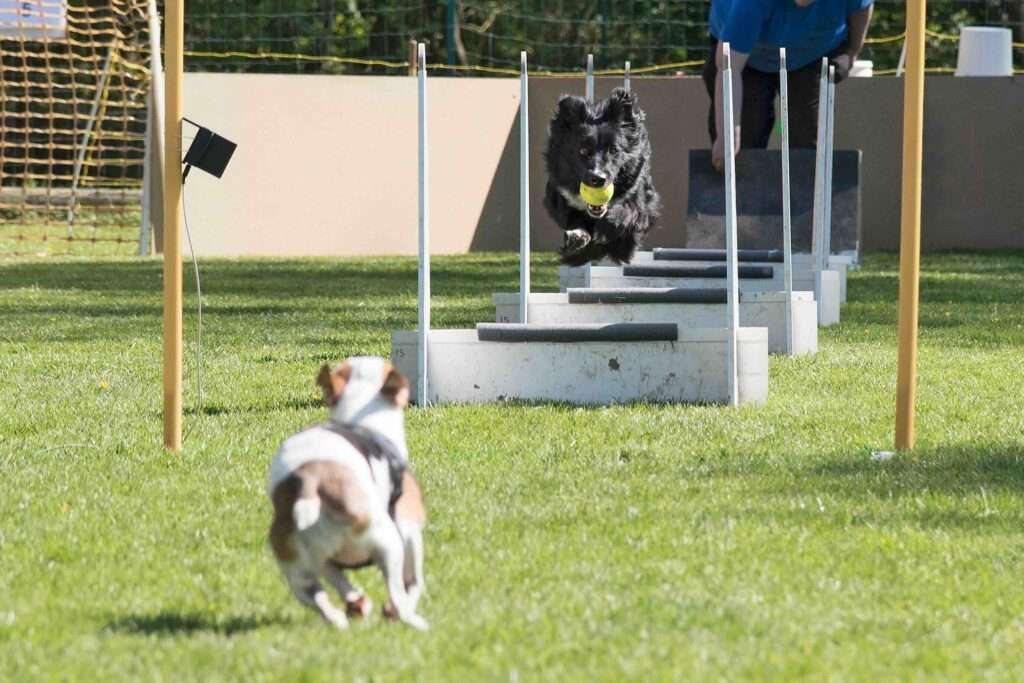 How Flyball Enhances Your Dog’s Physical and Mental Well-being