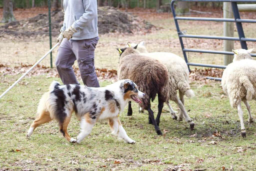 History Of Sheep Herding With Dogs