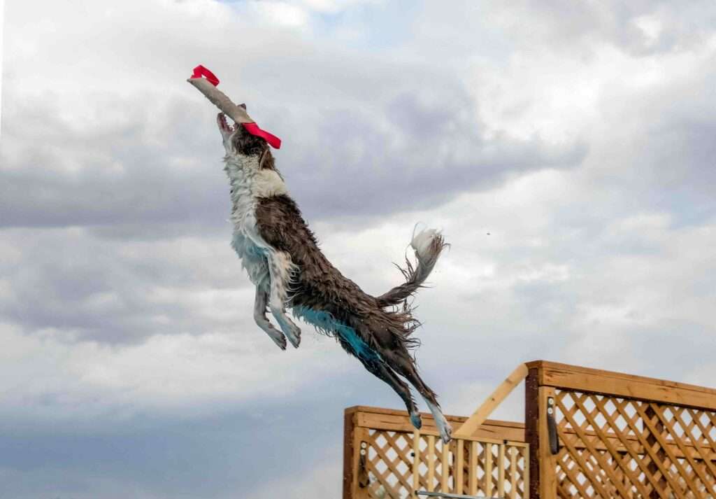 The Rise of Dog Sports: How to Get Your Dog Involved