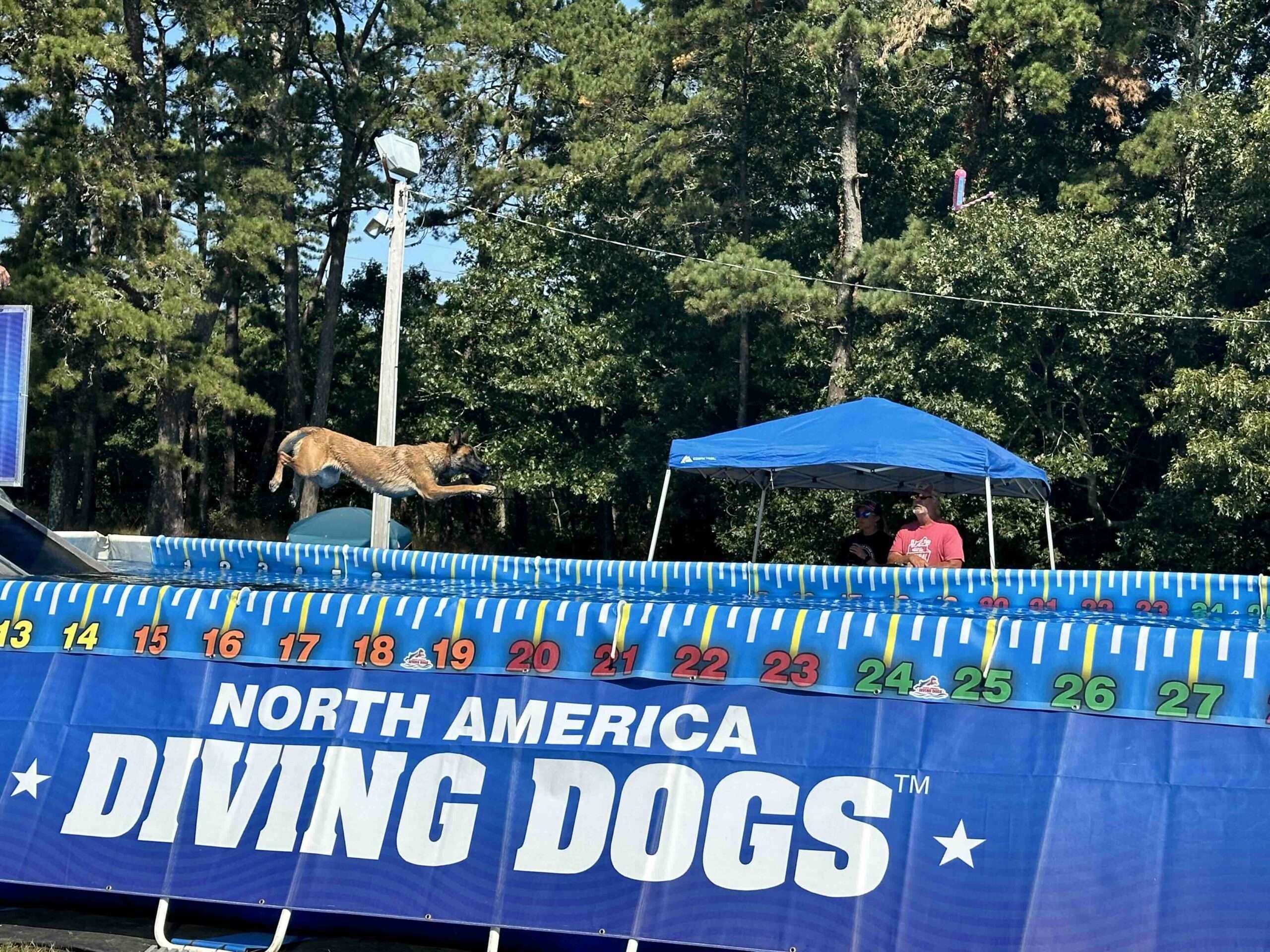 Dock Diving in action