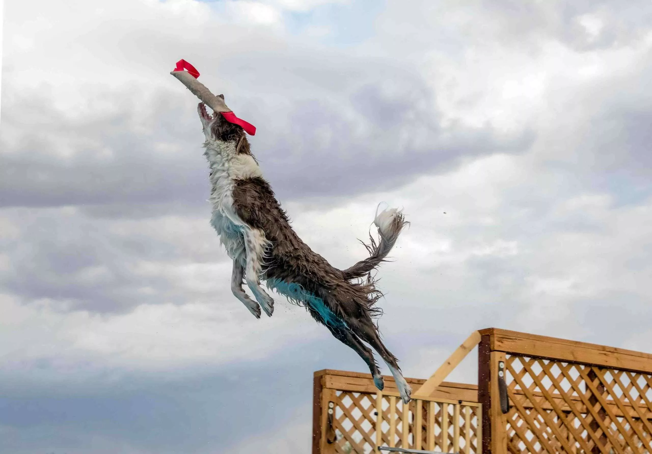 Is Dock Diving right for your dog?