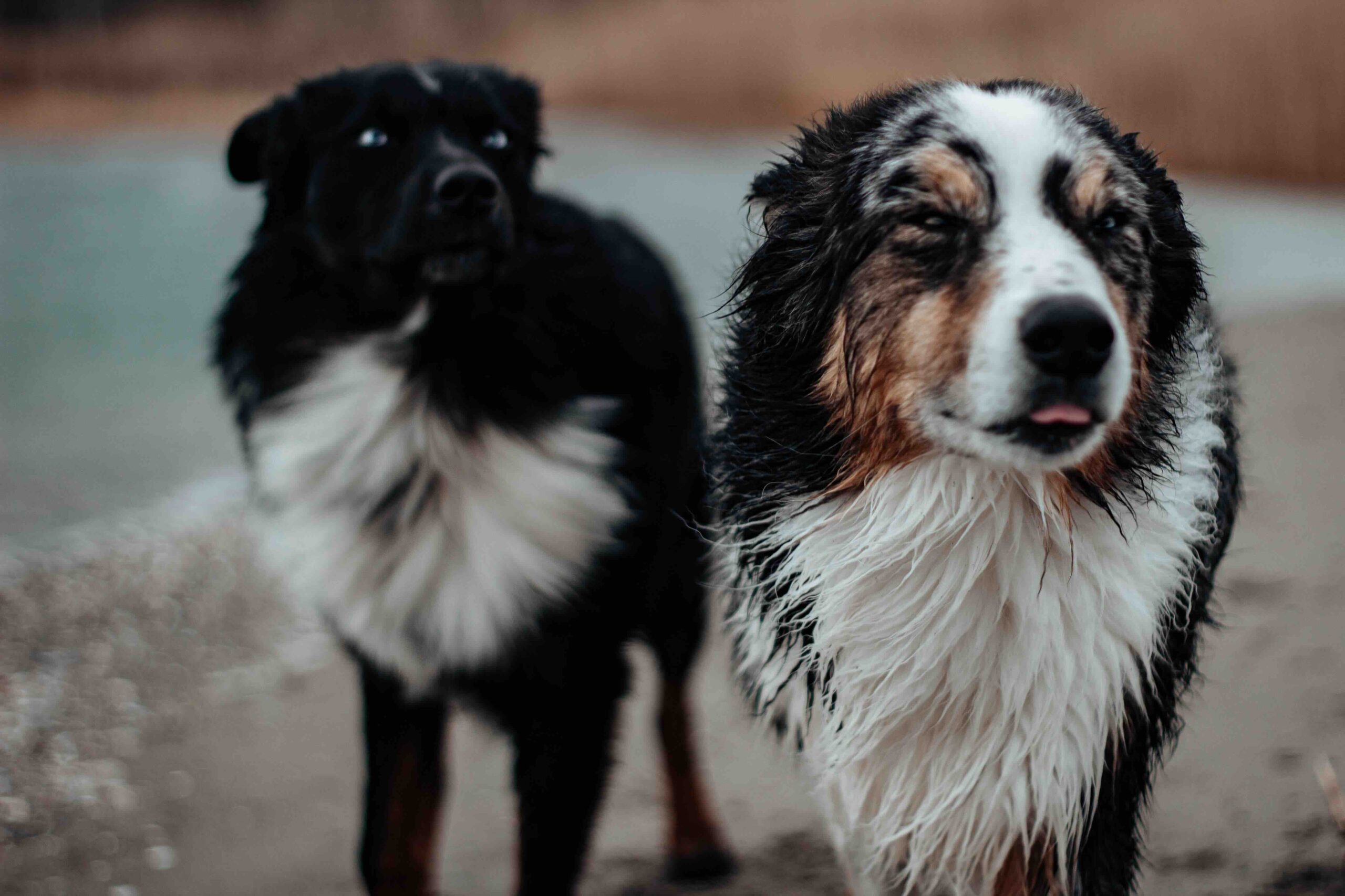 ASCA – The Australian Shepherd Club of America