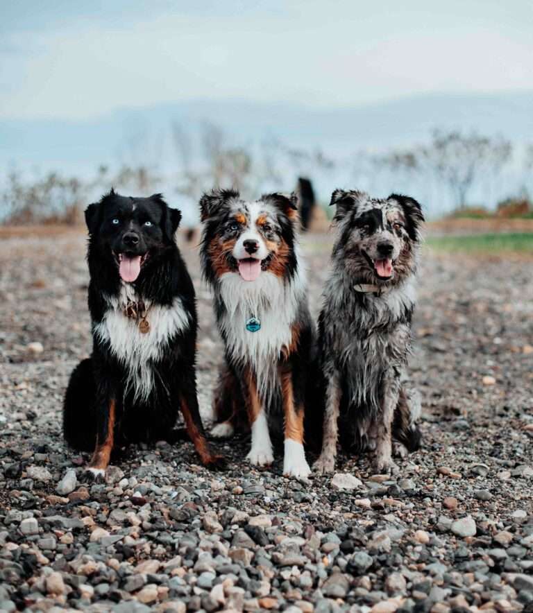 What Is ASCA Dog?