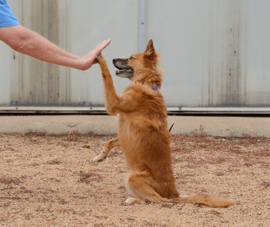 AKC Trick Dog in action