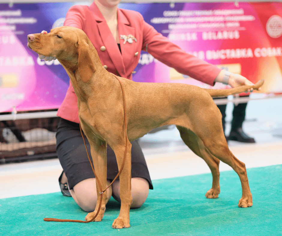 Conformation dog sport