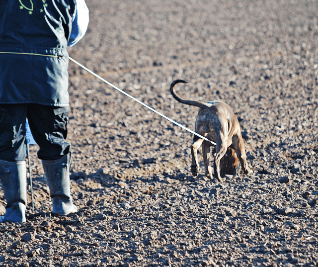Dog Tracking | Happy Dog League