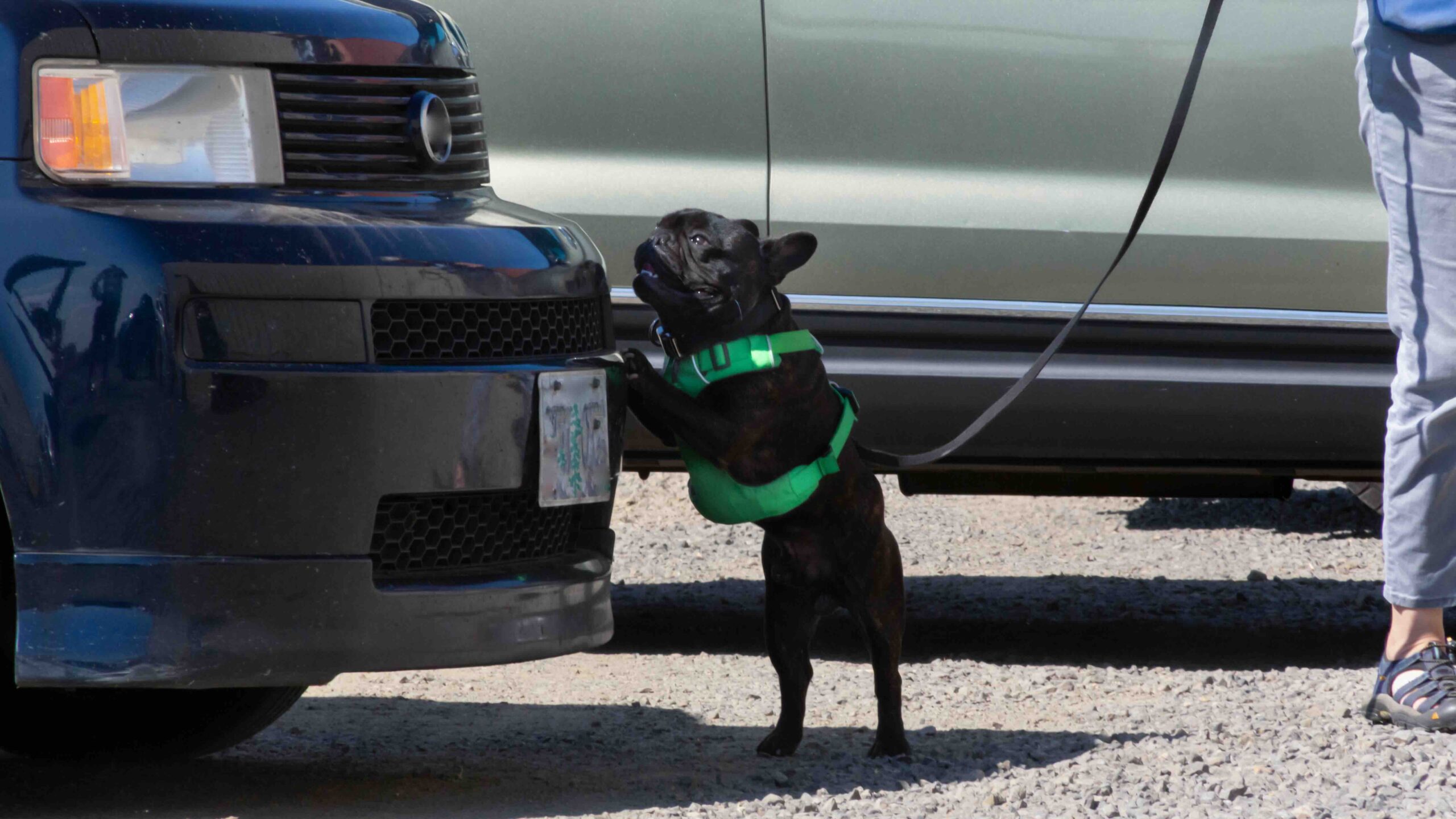 Nose Work dog sport