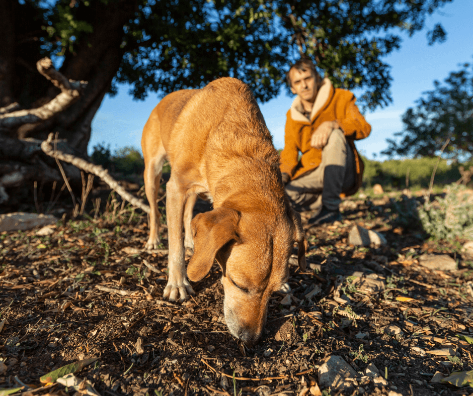 Tracking Dog Sport: How Dogs Use Their Nose to Follow a Trail