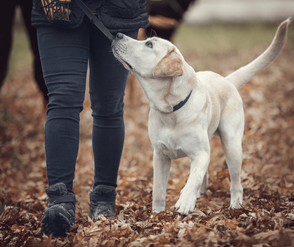 Dog looking up at its handler during obedience training