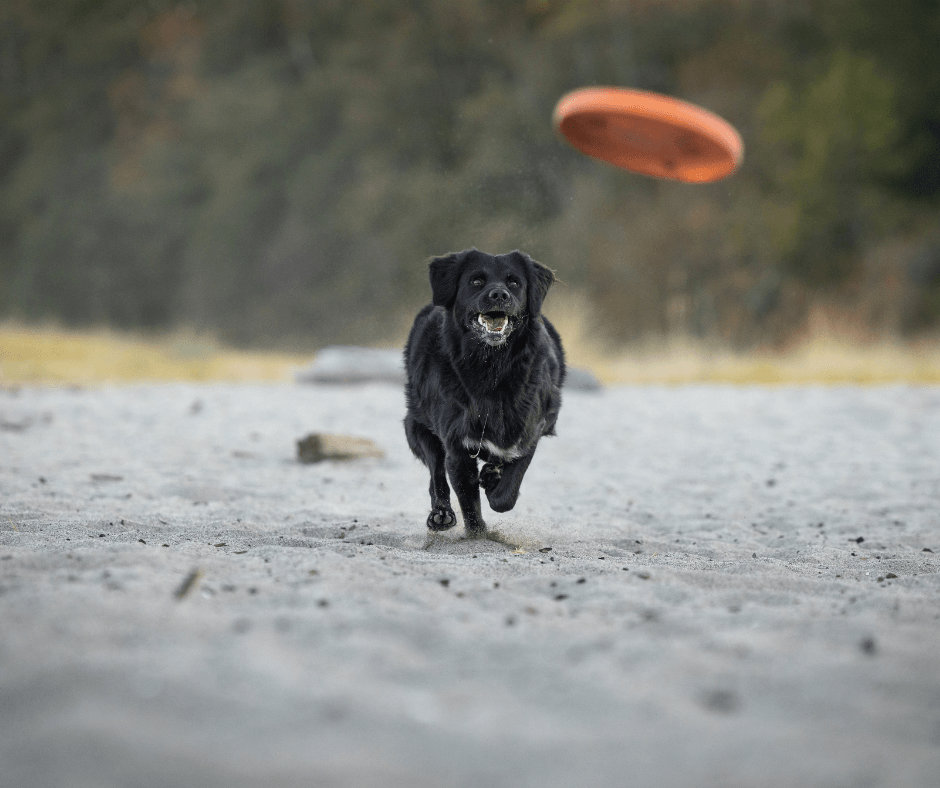 AKC Fetch in action