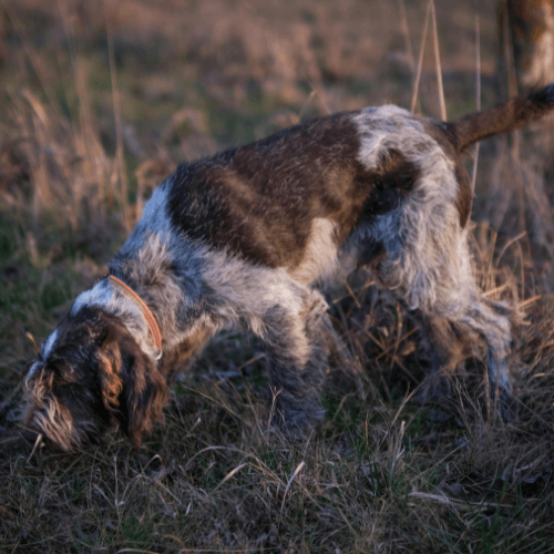 Dog Tracking dog sport