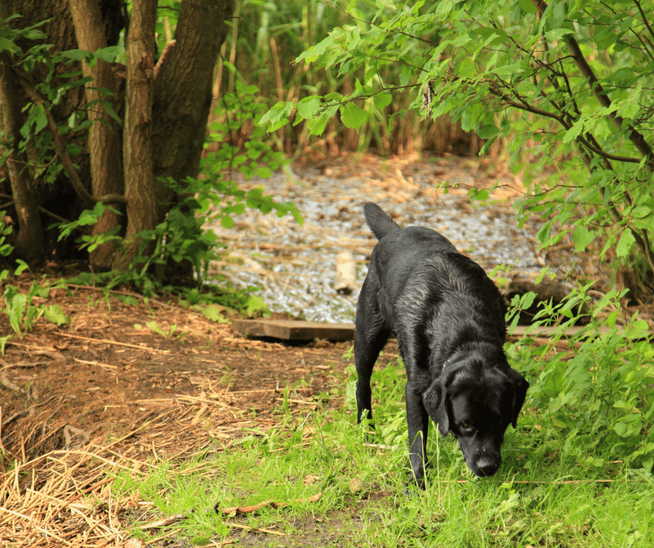 Best Tracking Dog Breeds