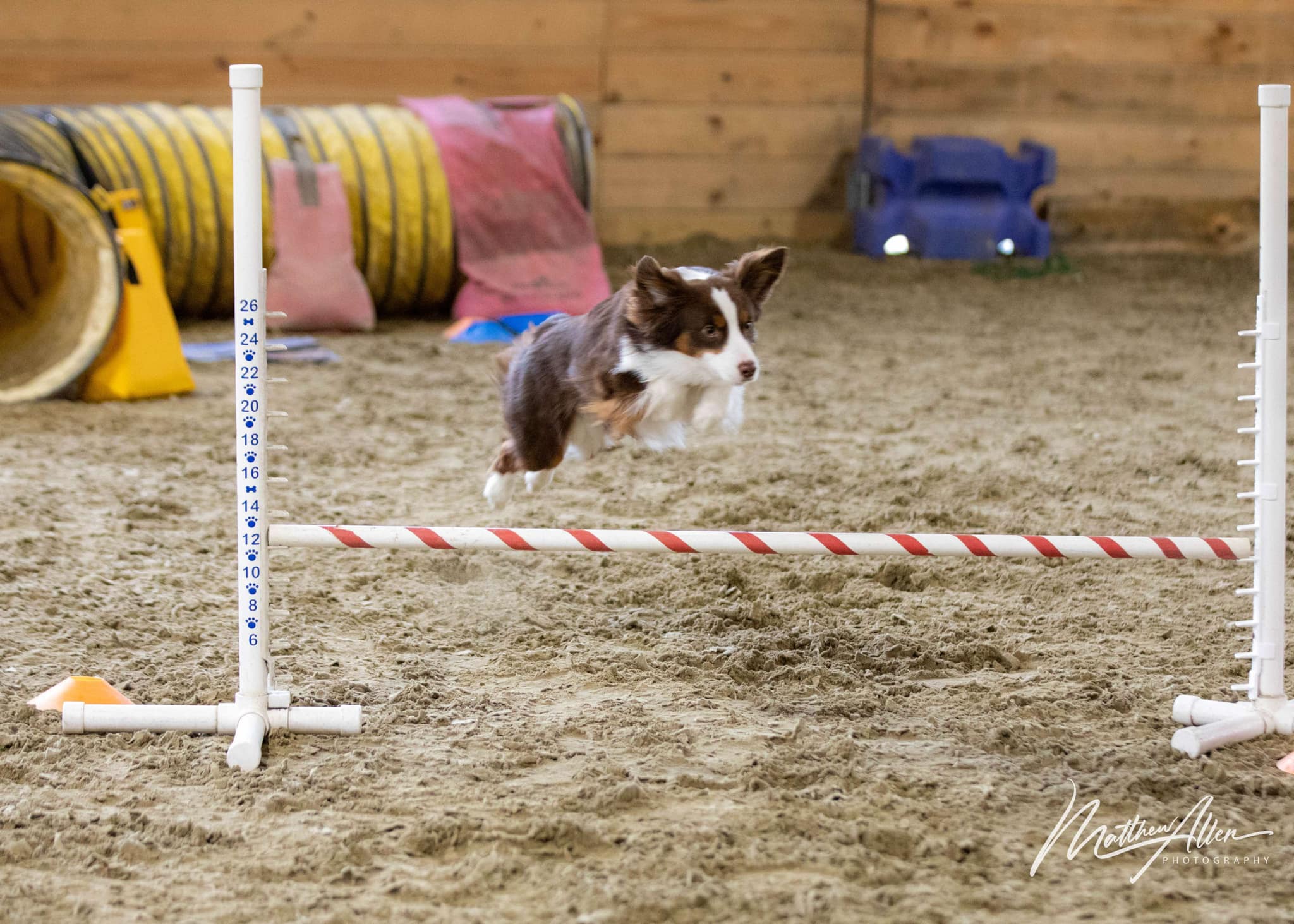 Dog Agility Jumps: Different Types and Their Role in Agility Competition