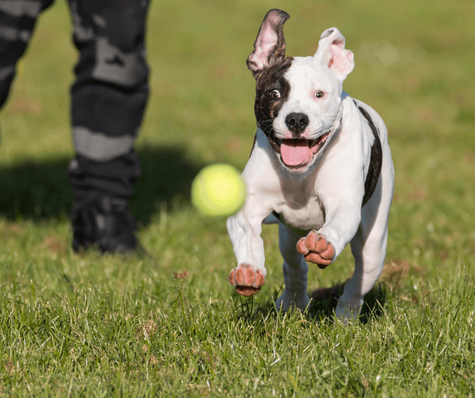 AKC Fetch dog sport