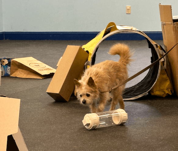 Happy Ratters: A Fun and Engaging Sport for Dogs