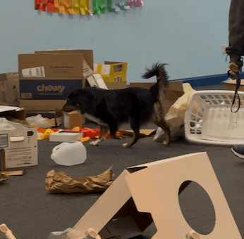 Happy Ratters vs. Barn Hunt: Understanding the Differences