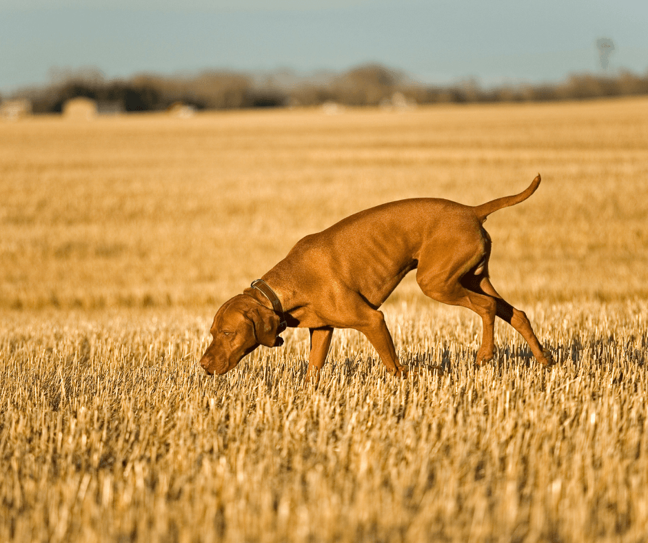 Is Dog Tracking right for your dog?