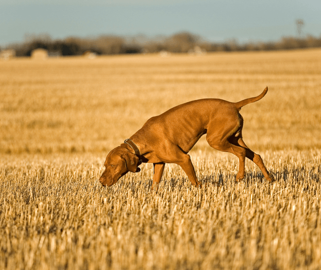 Dog Tracking | Happy Dog League