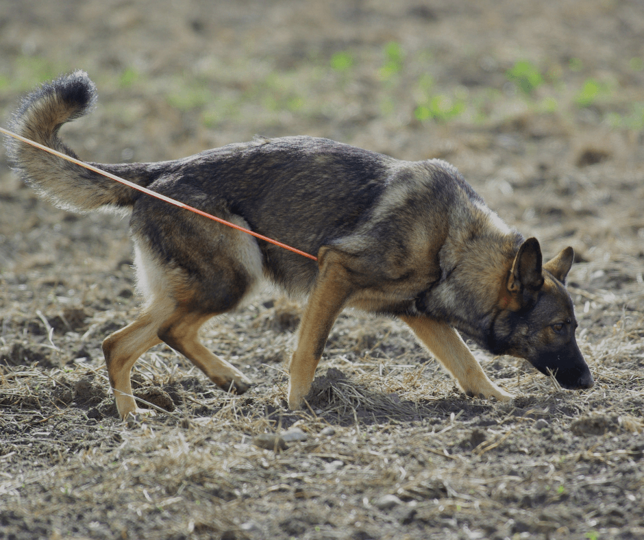 Dog Tracking vs. Scent Work: What’s the Difference?