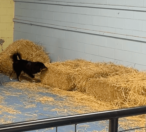 Barn Hunt dog sport
