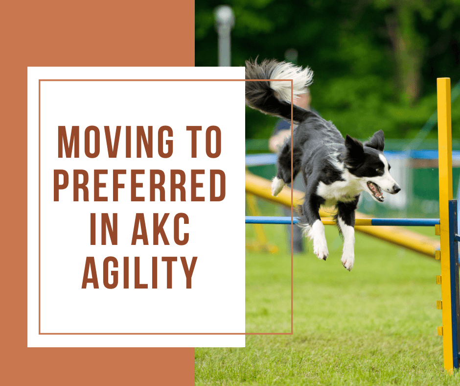 AKC Agility Preferred Guide: Moving From Regular to Preferred