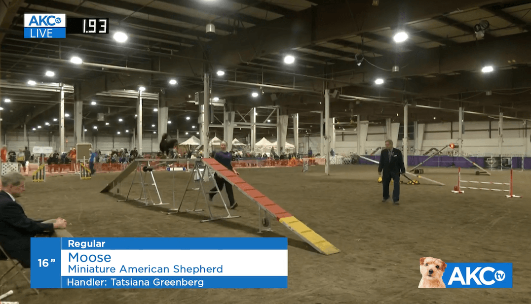 Our Thanksgiving Cluster Recap (and the Night Moose Made the Northeast Agility Championship Finals)