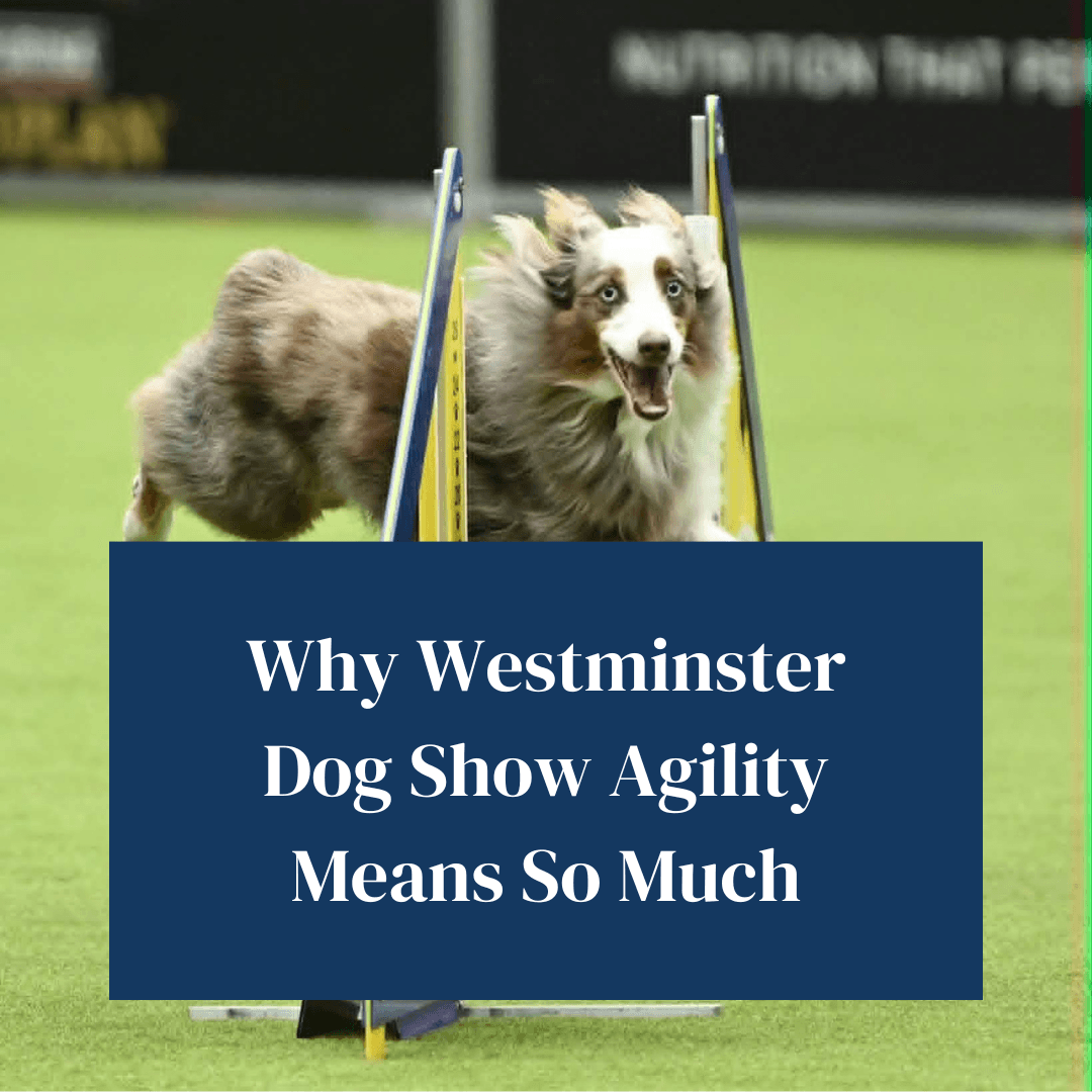 Why Westminster Masters Agility Championship Means So Much
