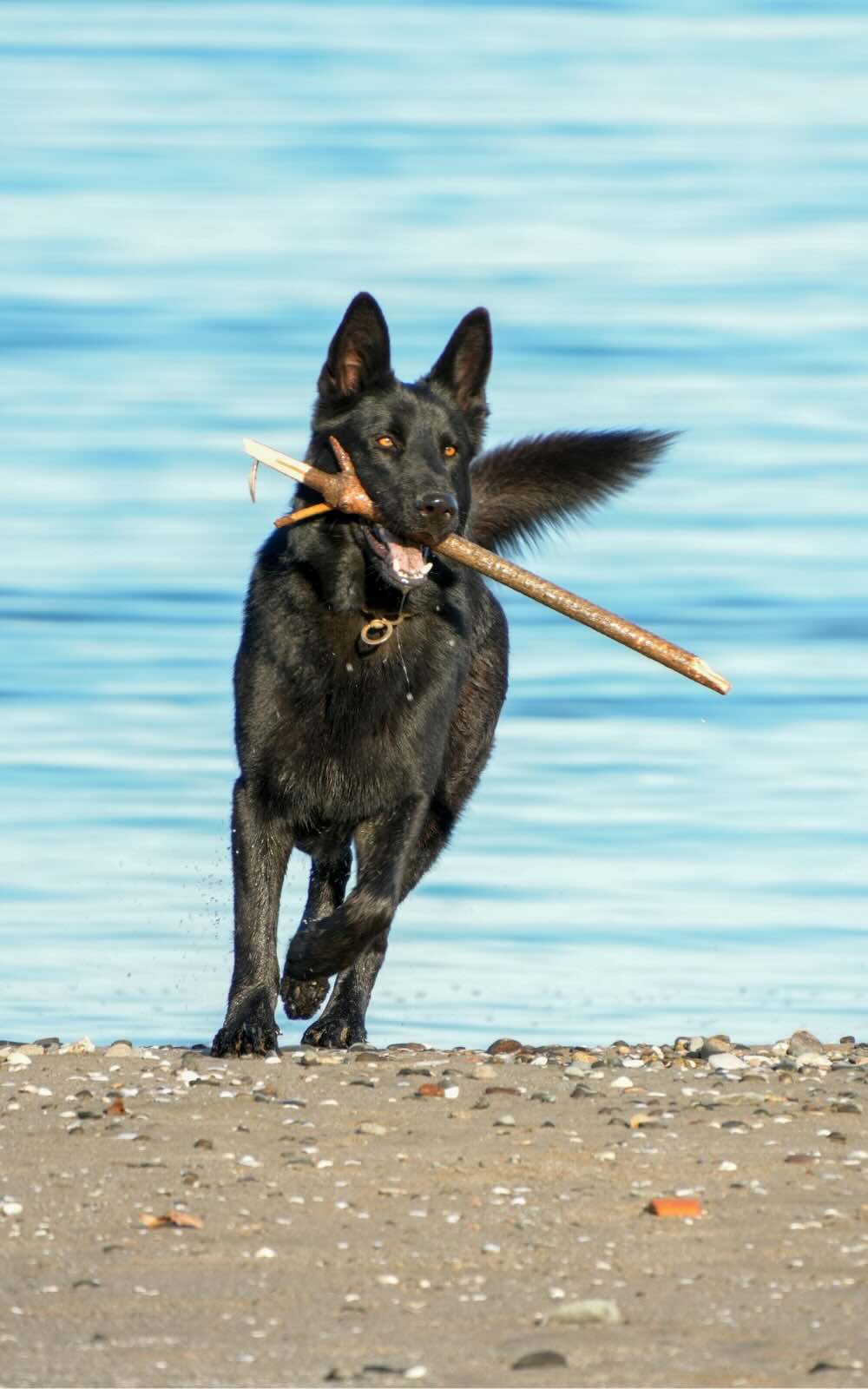 AKC Fetch frequently asked questions