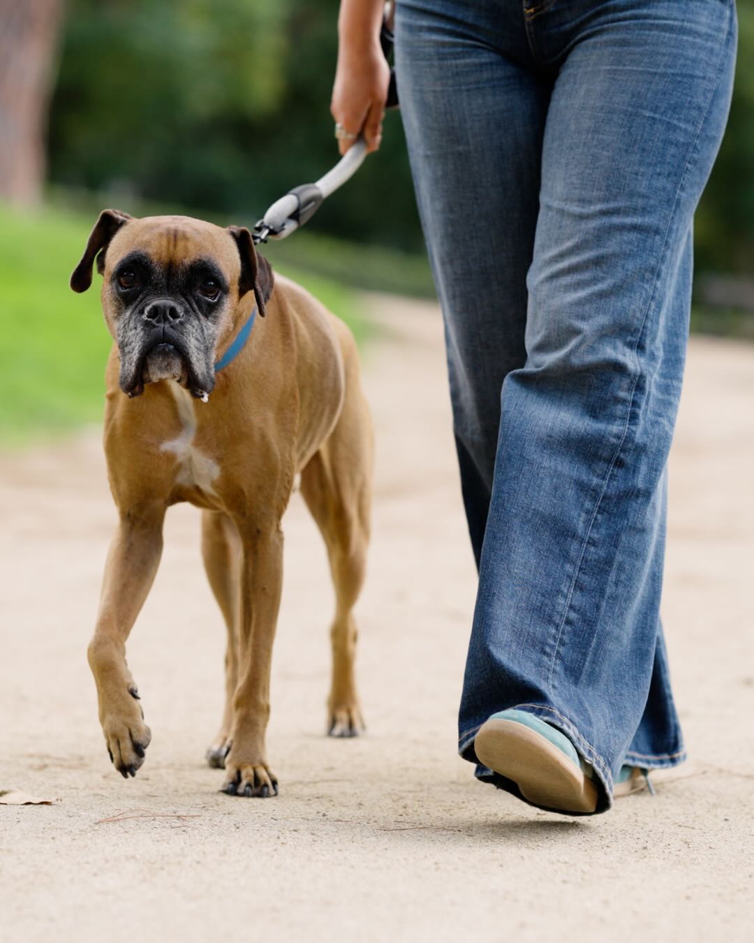 Dog walking for AKC Fit Dog