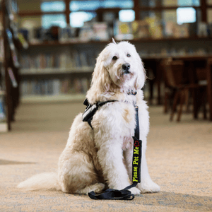 What Is the AKC Therapy Dog Program?