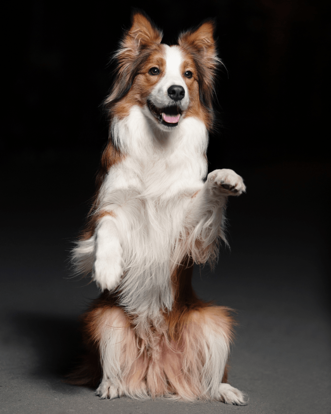 AKC Trick Dog frequently asked questions